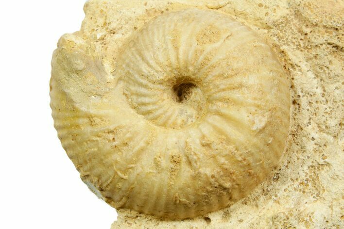 Jurassic Ammonite (Chondroceras) Fossil - Évrecy, France #367822
